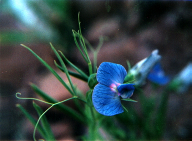 گل های کوه عینالی